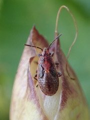 Graptostethus servus