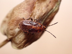 Graptostethus servus