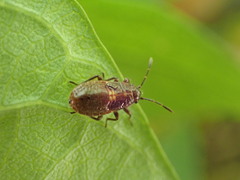 Graptostethus servus