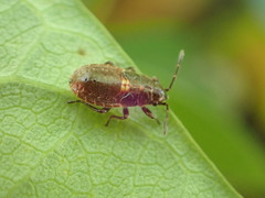 Graptostethus servus