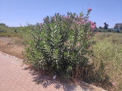 Nerium oleander