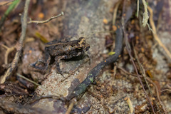 Incilius melanochlorus
