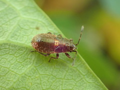 Graptostethus servus