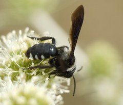 Andrena ornata