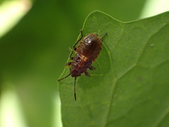 Graptostethus servus