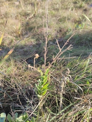 Osteospermum imbricatum