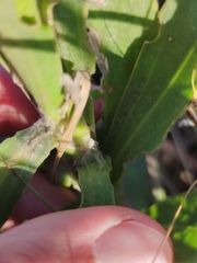 Osteospermum imbricatum