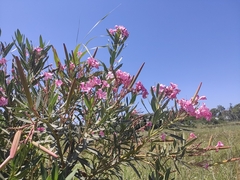 Nerium oleander