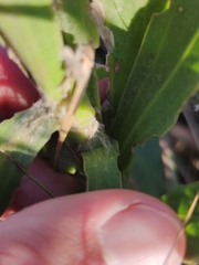 Osteospermum imbricatum