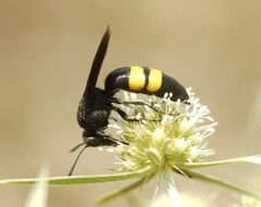 Stizoides tridentatus