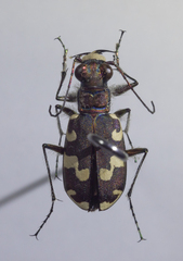 Cicindela maritima