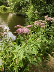 Eupatorium cannabinum
