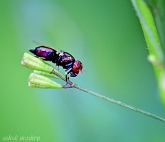 Physiphora alceae