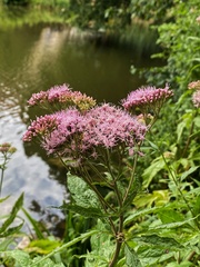 Eupatorium cannabinum