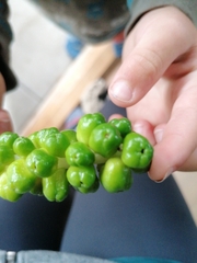 Arum cylindraceum