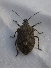 Brochymena chelonoides