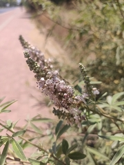 Vitex agnus-castus