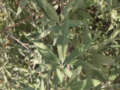 Vitex agnus-castus
