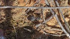 Gonogenia rugosopunctata