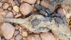 Phoberus fascicularis