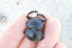 Pachysoma striatum