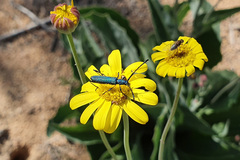 Hypocrites scabriusculus