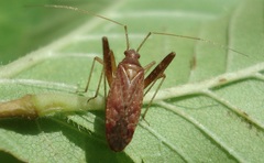 Phytocoris ulmi