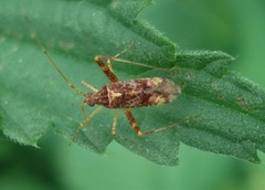 Phytocoris nowickyi