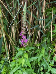 Lythrum salicaria
