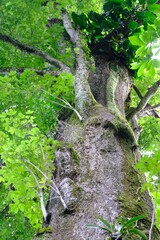 Caryocar costaricense