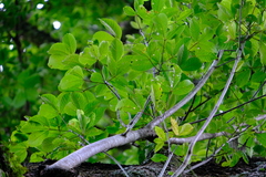 Caryocar costaricense