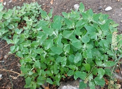 Chenopodium album