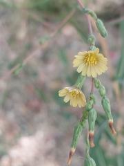 Lactuca serriola