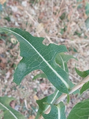 Lactuca serriola