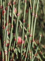 Ephedra major major