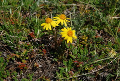 Packera heterophylla