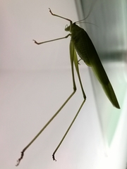 Phaneroptera