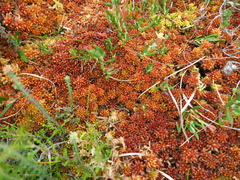 Sphagnum magellanicum