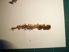 Sphagnum magellanicum