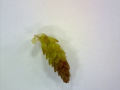 Sphagnum magellanicum