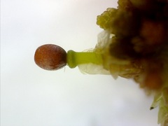 Sphagnum magellanicum