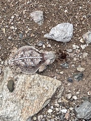 Pogonomyrmex bicolor