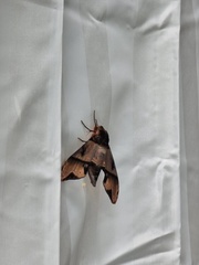 Amplypterus