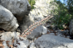 Astrolepis cochisensis