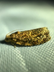 Phaecasiophora cornigera