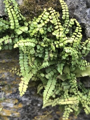 Asplenium trichomanes
