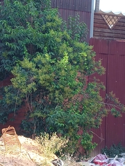 Ligustrum lucidum