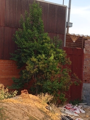 Ligustrum lucidum