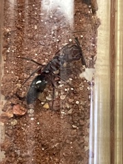 Odontomachus desertorum