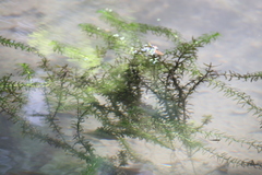Egeria densa